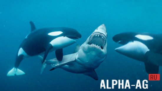 Mega Killer Whale Simulator screenshot 2