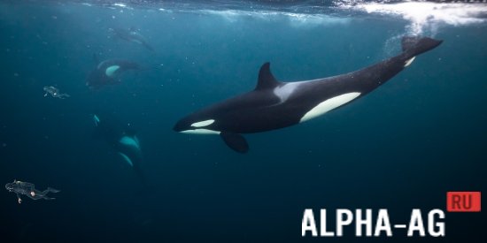 Mega Killer Whale Simulator screenshot 5