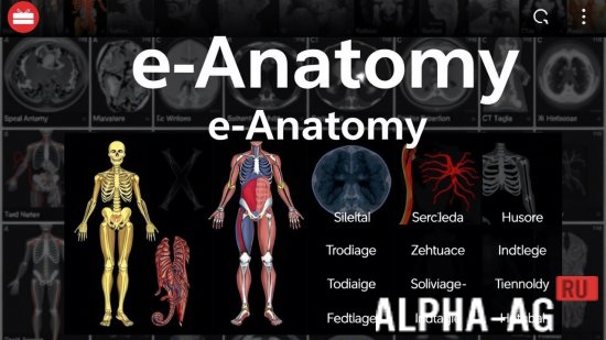 IMAIOS e-Anatomy
