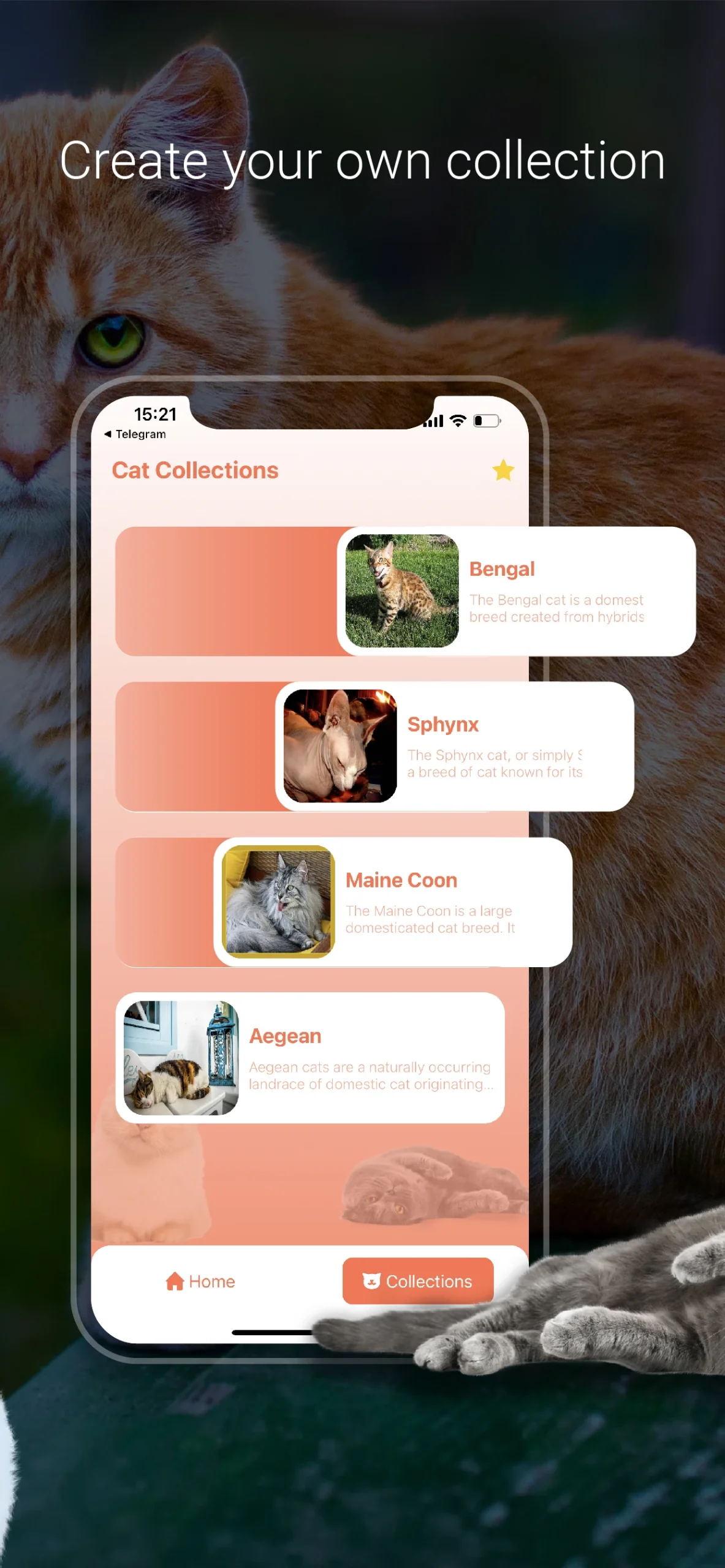 Cat Identifier - Cat Scanner screenshot 3