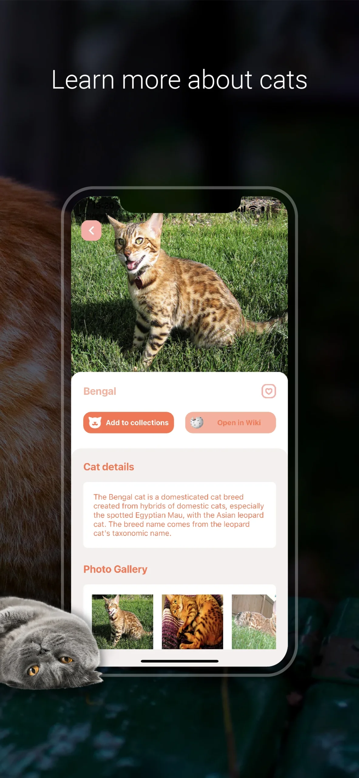 Cat Identifier - Cat Scanner screenshot 5