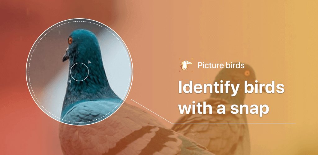 Picture Bird - Bird Identifier screenshot 1