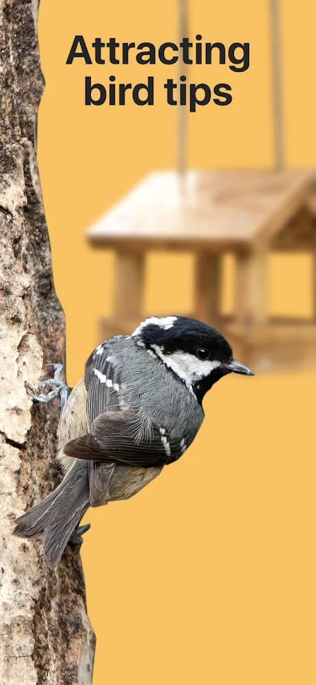 Picture Bird - Bird Identifier screenshot 6