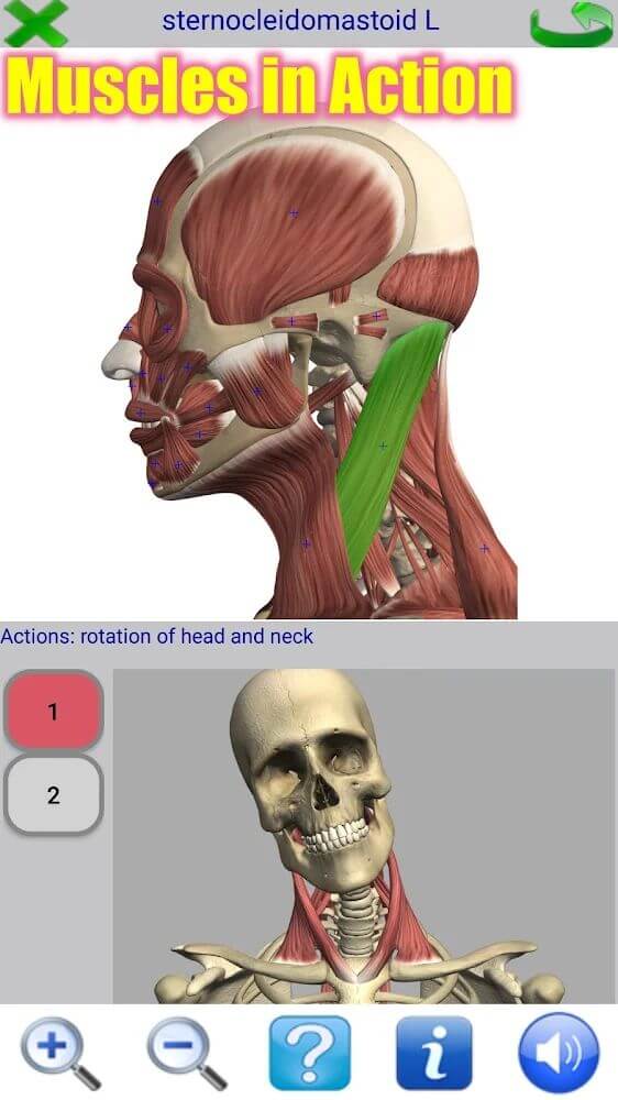 Visual Anatomy 2 screenshot 2
