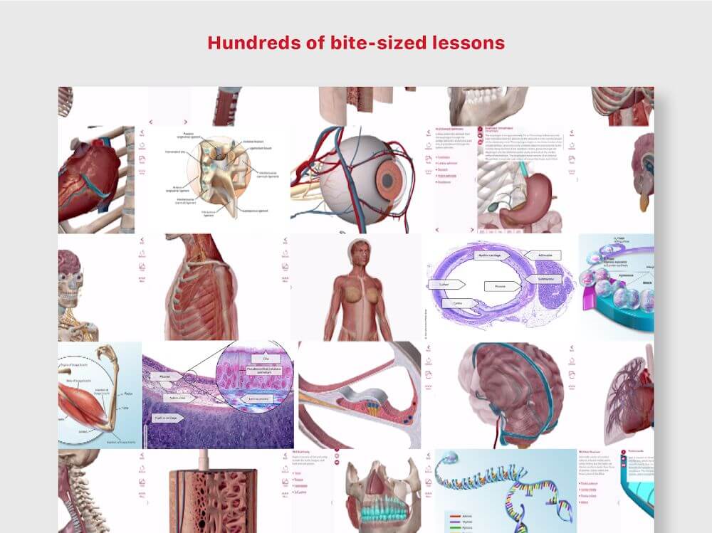 Anatomy & Physiology screenshot 3