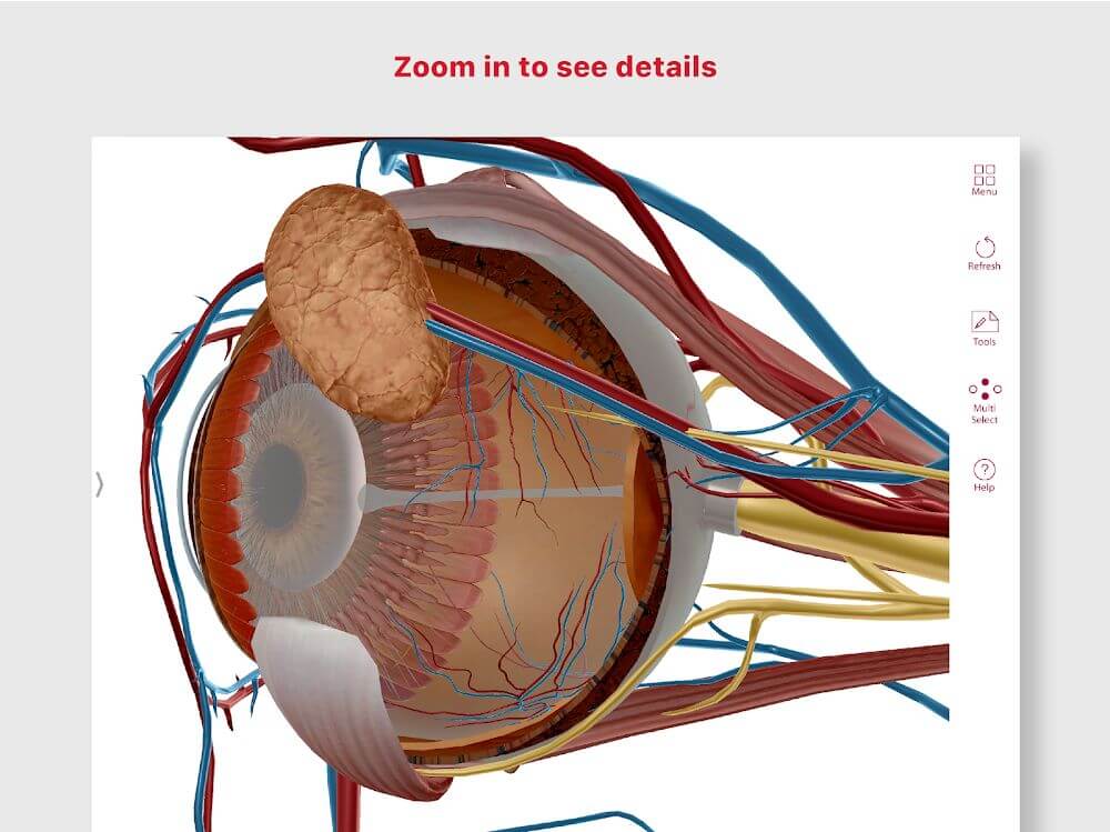Anatomy & Physiology screenshot 4
