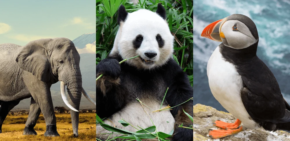 Animals Quiz Learn All Mammals screenshot 1