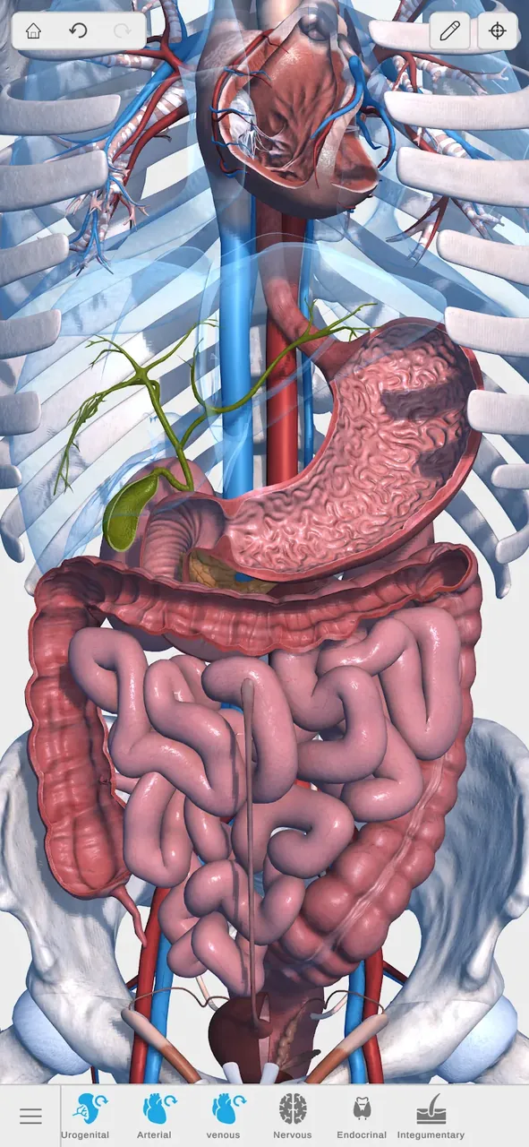 Visual Anatomy 3D screenshot 4