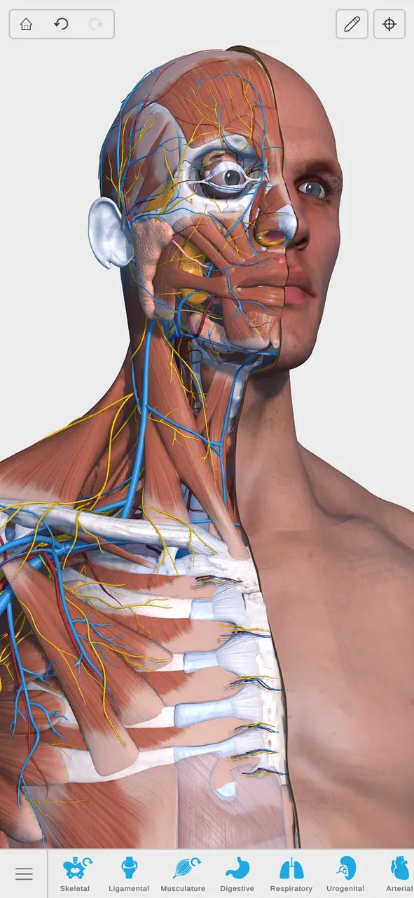 Visual Anatomy 3D screenshot 2