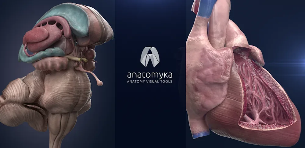 Anatomyka - 3D Anatomy Atlas screenshot 1