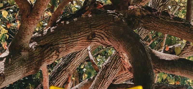Find a Cat 3: Hidden Object screenshot 2