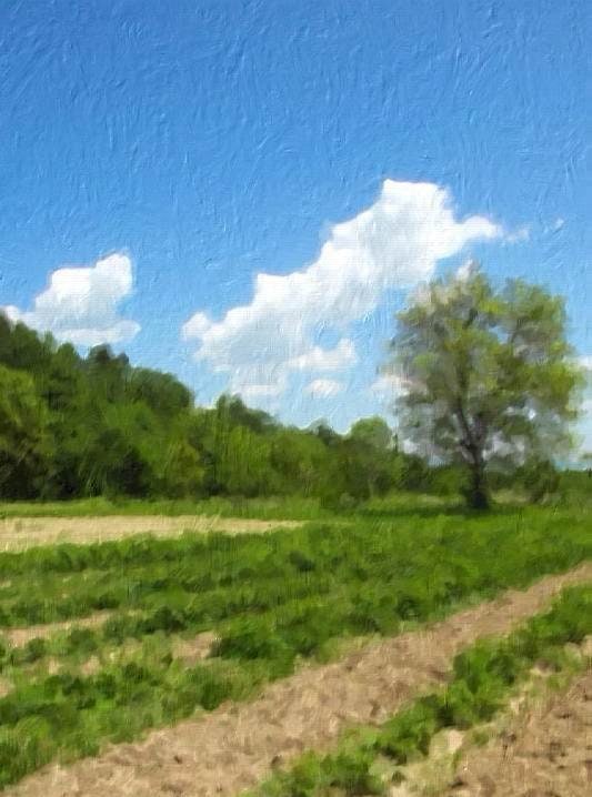 PhotoArtista - Oil screenshot 2