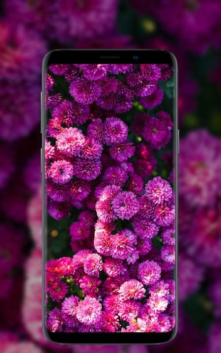 Flower Wallpapers in HD, 4K screenshot 1