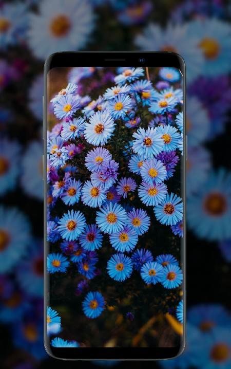 Flower Wallpapers in HD, 4K screenshot 3