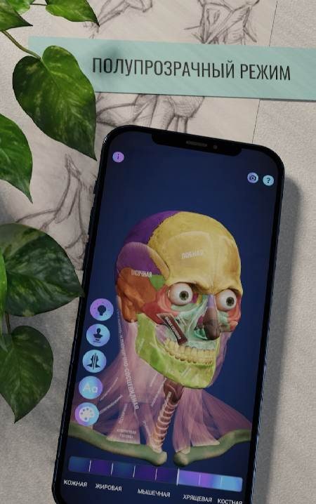 Ecorche: Portrait Anatomy screenshot 3