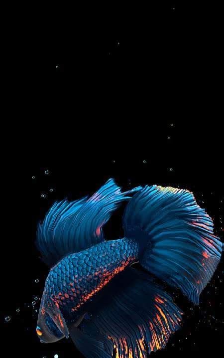 Betta Fish Live Wallpaper screenshot 2