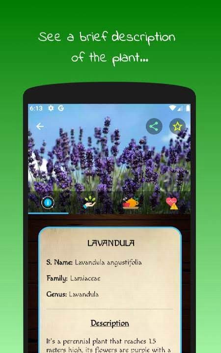 myRemedy: Medicinal plants and their uses image four