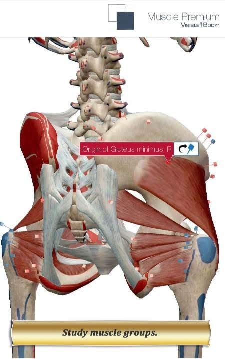 Muscle Premium - Human Anatomy Kinesiolog screenshot 3