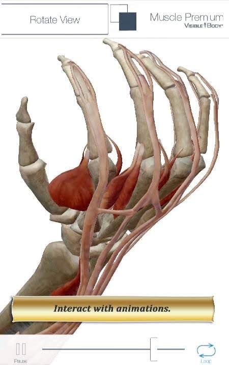 Muscle Premium - Human Anatomy Kinesiolog screenshot 4