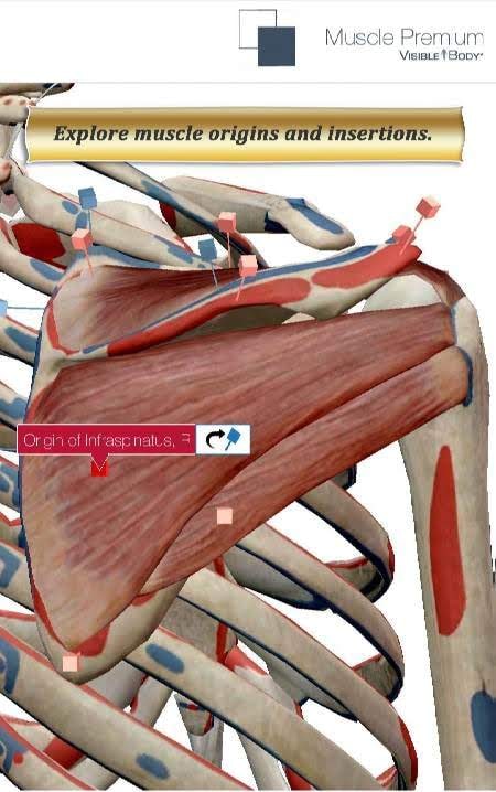 Muscle Premium - Human Anatomy Kinesiolog screenshot 1