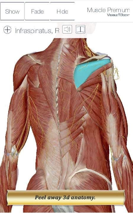 Muscle Premium - Human Anatomy Kinesiolog screenshot 2