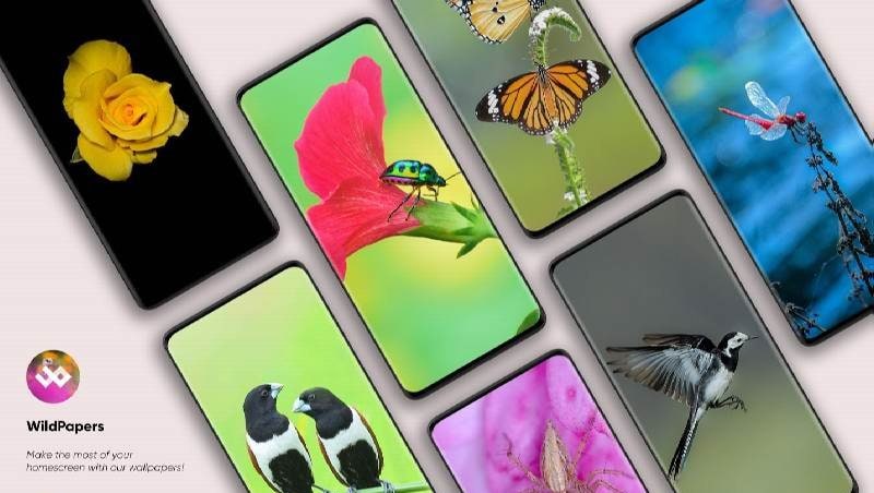 WildPapers - Wildlife Photography Wallpapers screenshot 2
