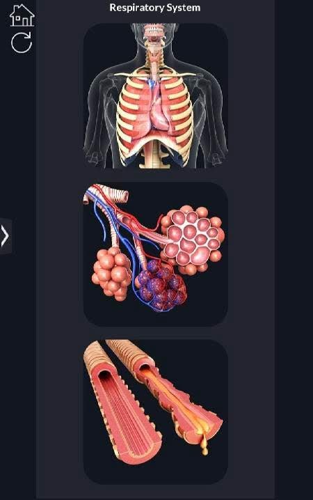 Respiratory System Anatomy screenshot 2