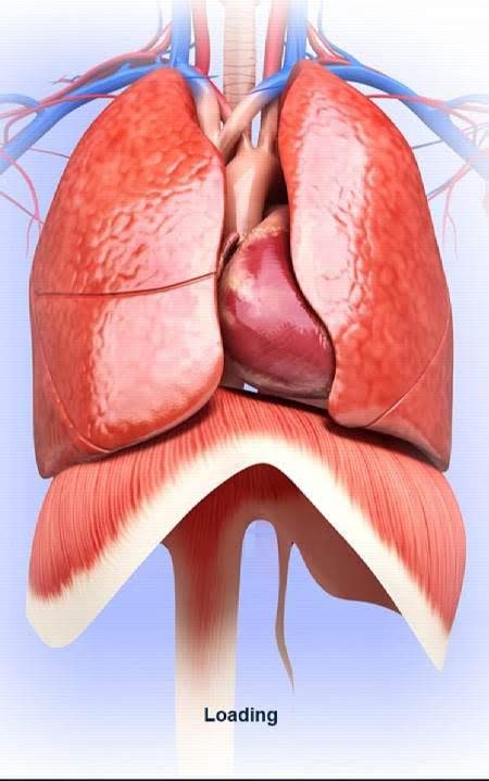 Respiratory System Anatomy screenshot 1