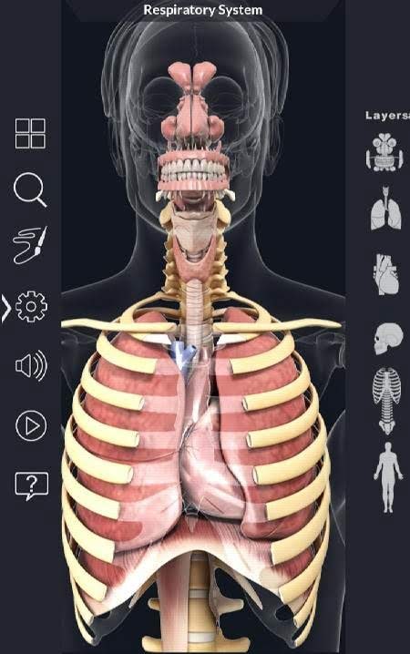 Respiratory System Anatomy screenshot 3
