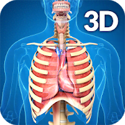 Respiratory System Anatomy
