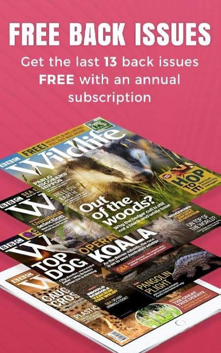 BBC Wildlife Magazine - Animal News, Facts screenshot 1