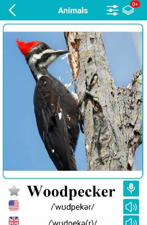 English Animals Vocabulary screenshot 2