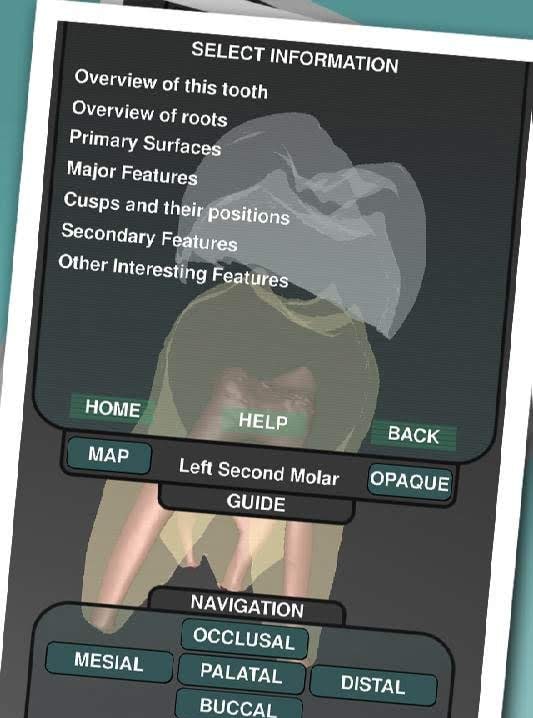 Real Tooth Morphology screenshot 2
