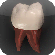 Real Tooth Morphology
