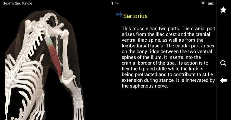 Dog Anatomy: Canine 3D screenshot 4