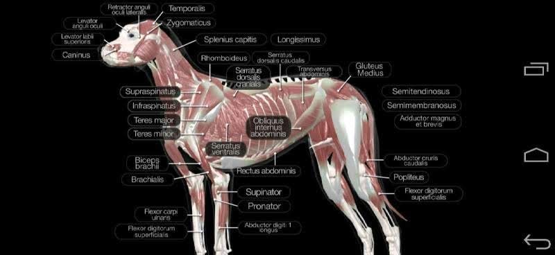Dog Anatomy: Canine 3D screenshot 2