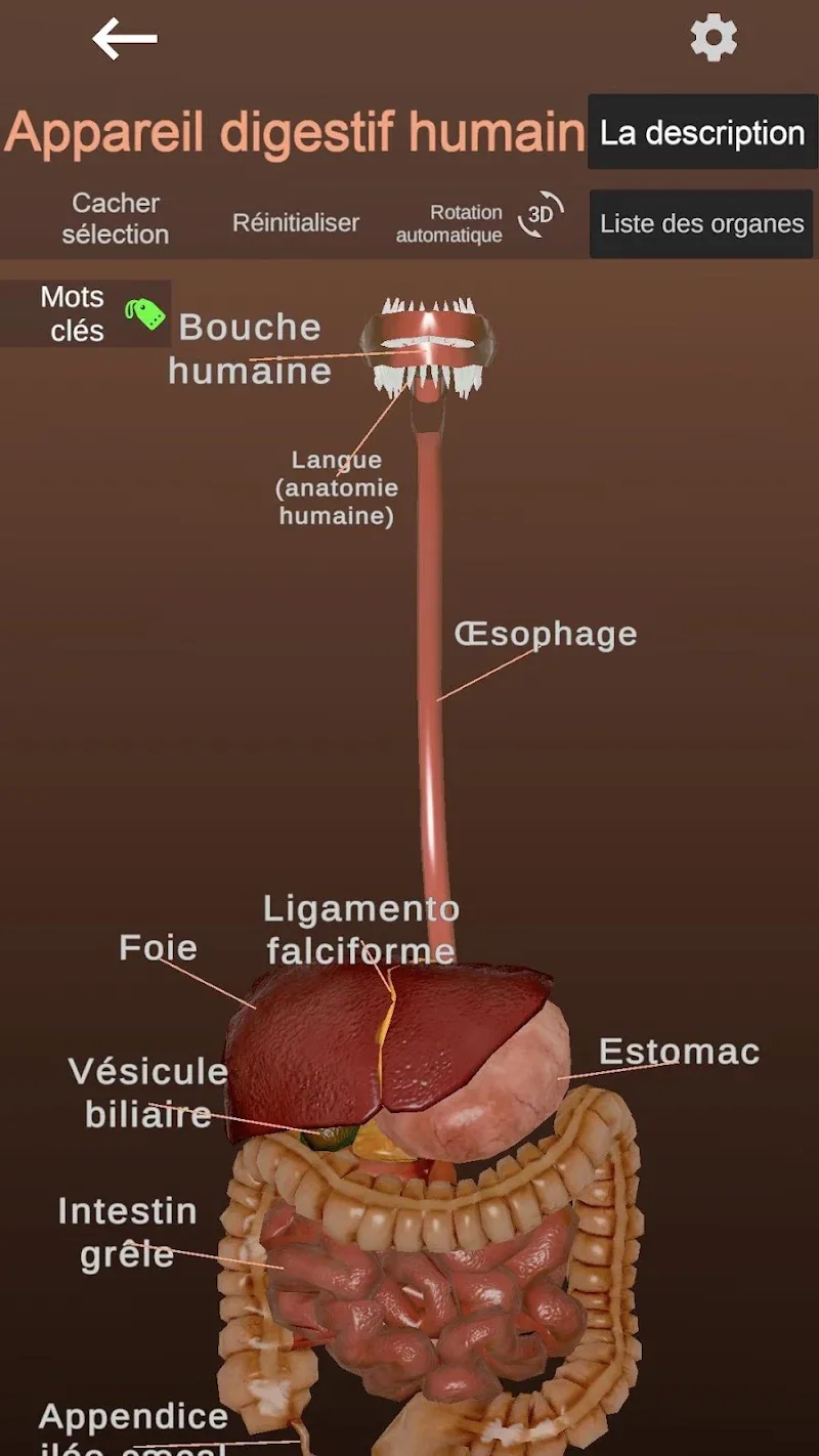 Anatomy screenshot 2