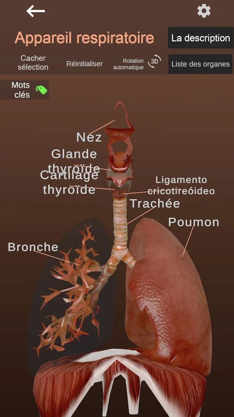 Anatomy screenshot 3